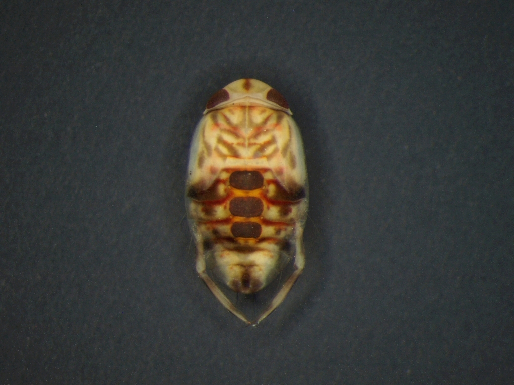 Micronecta sp.